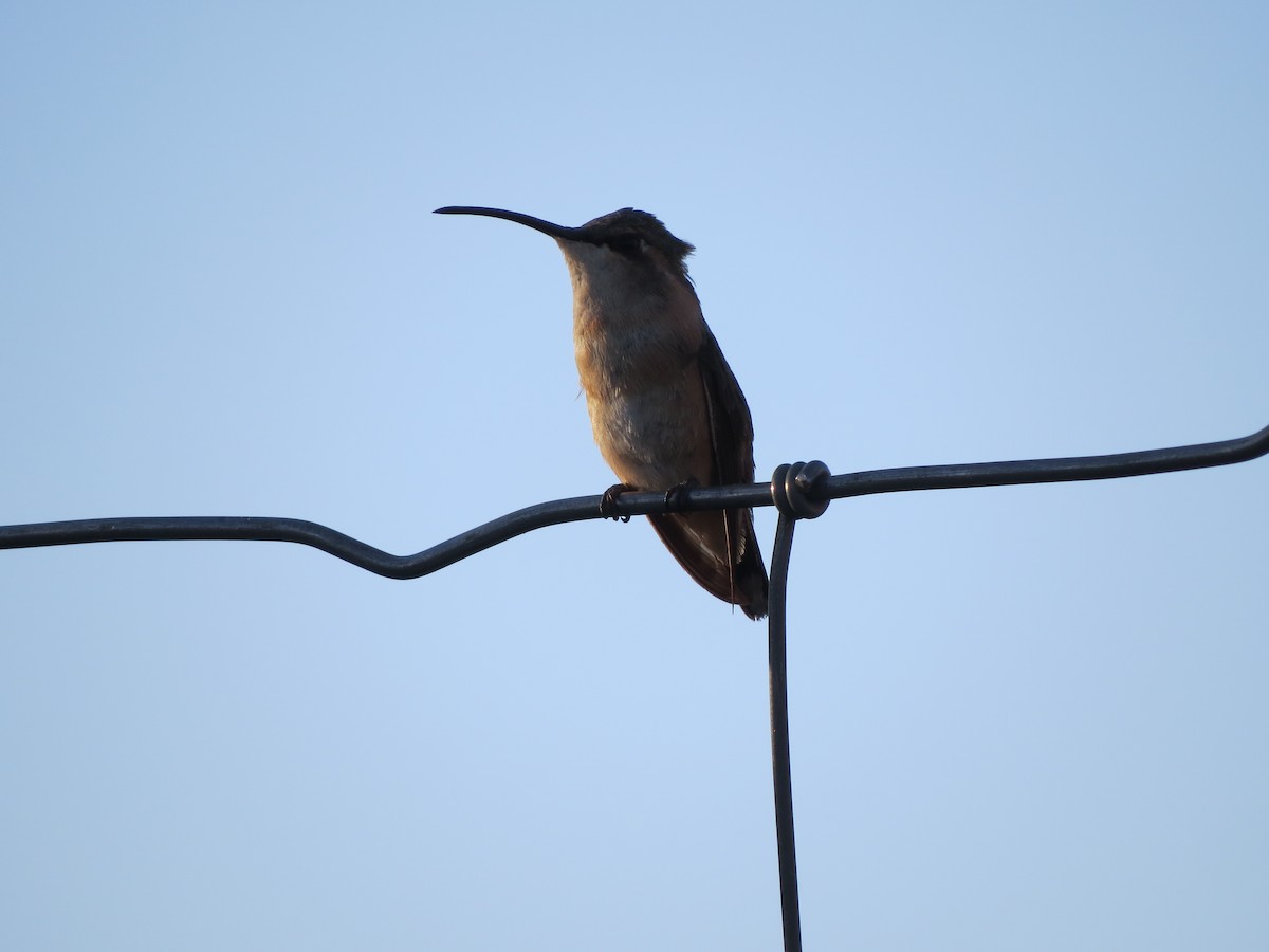 Lucifer Hummingbird - Dawn Zappone