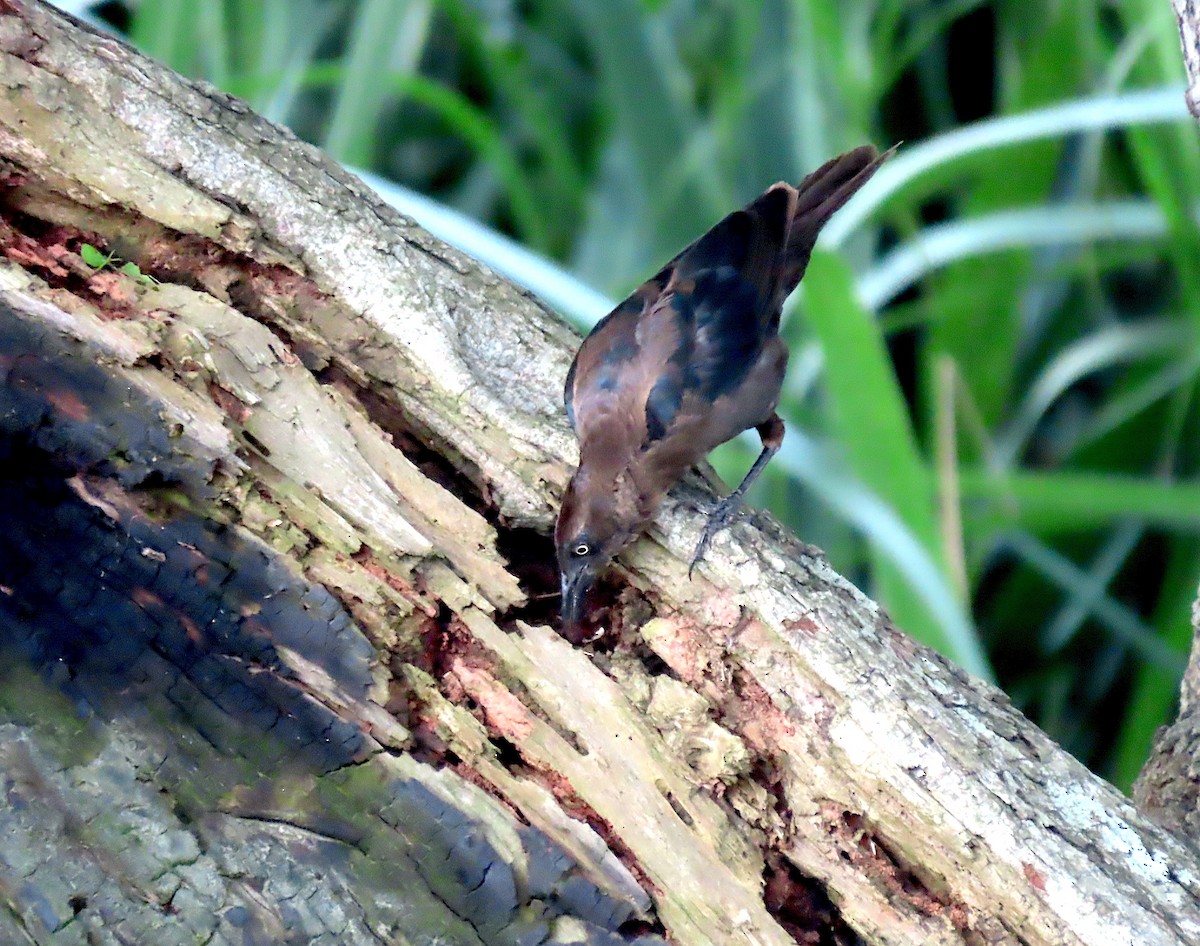 Great-tailed Grackle - ML623782592