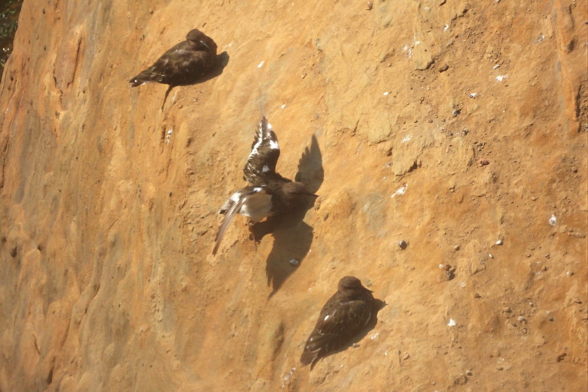 Black Turnstone - ML623782626