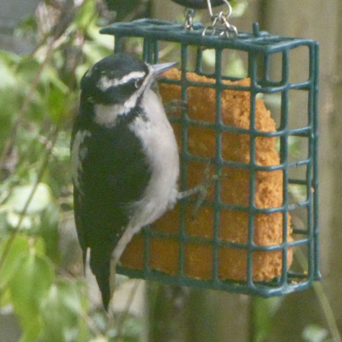 Downy Woodpecker - ML623782642