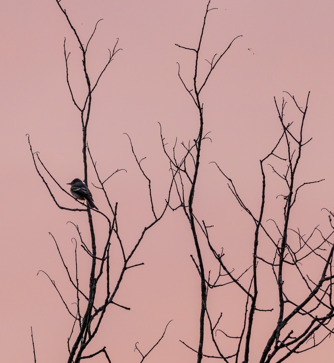 Eastern Wood-Pewee - ML623782647