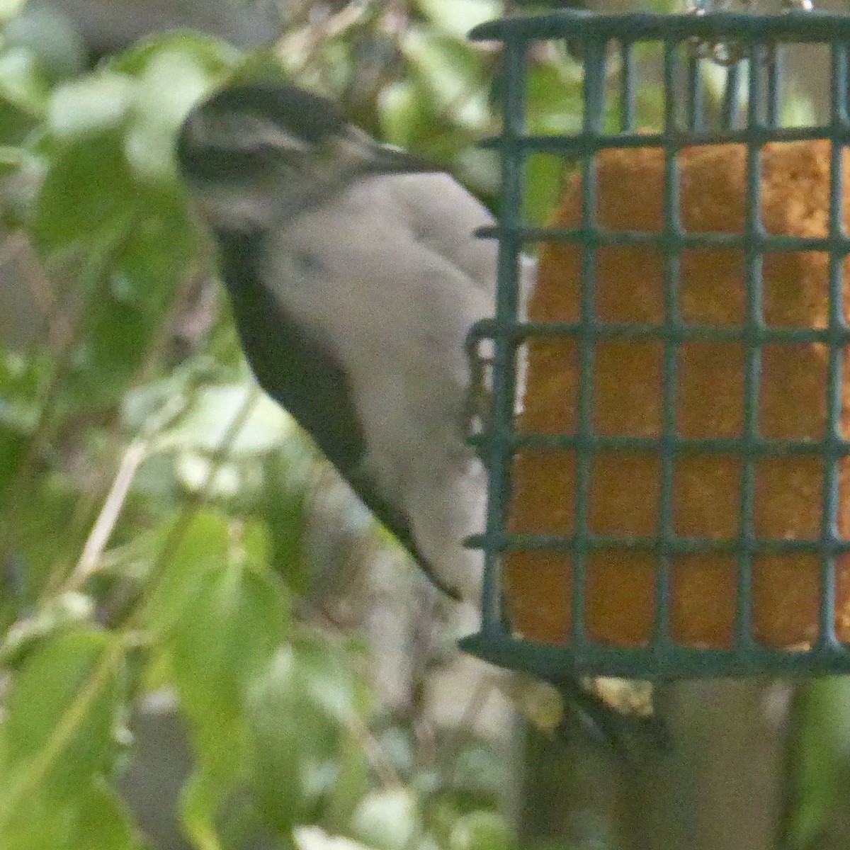 Downy Woodpecker - ML623782676