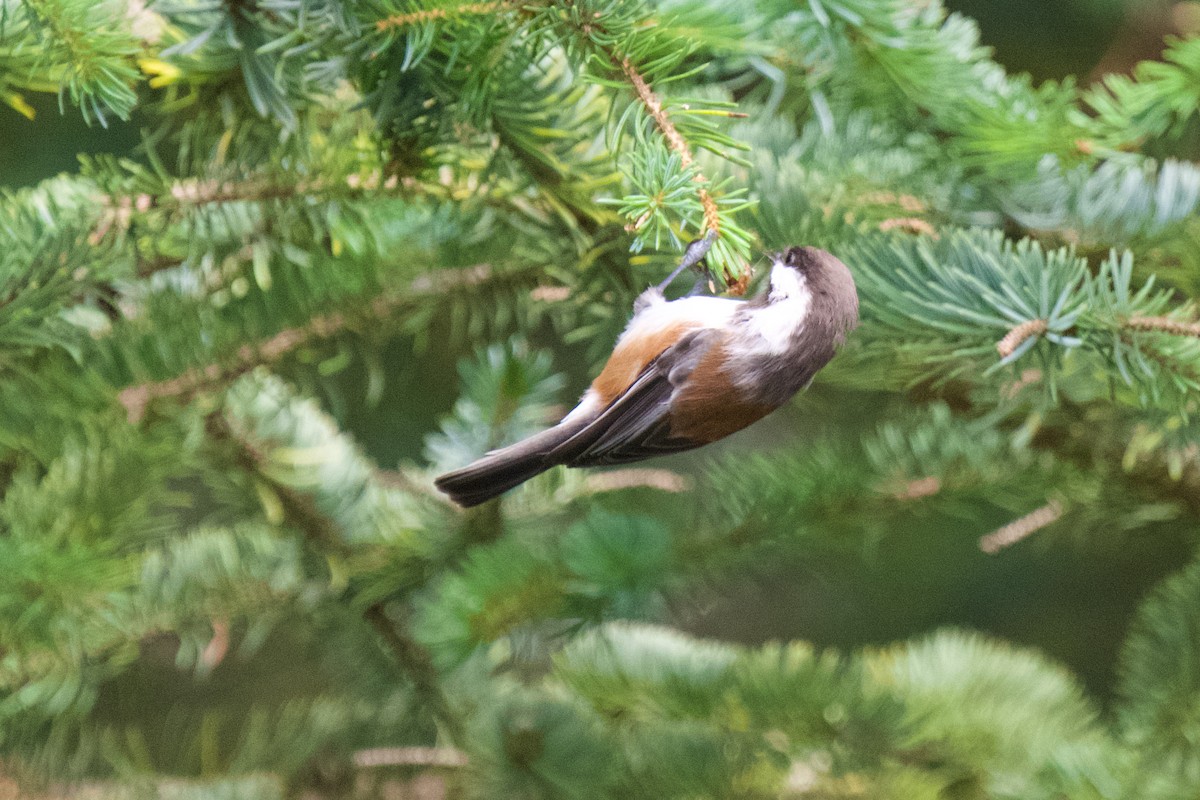Chestnut-backed Chickadee - ML623782681