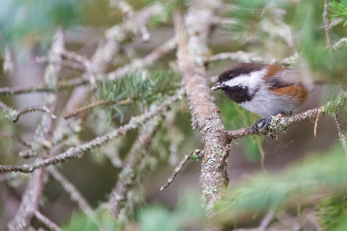 Chestnut-backed Chickadee - ML623782694