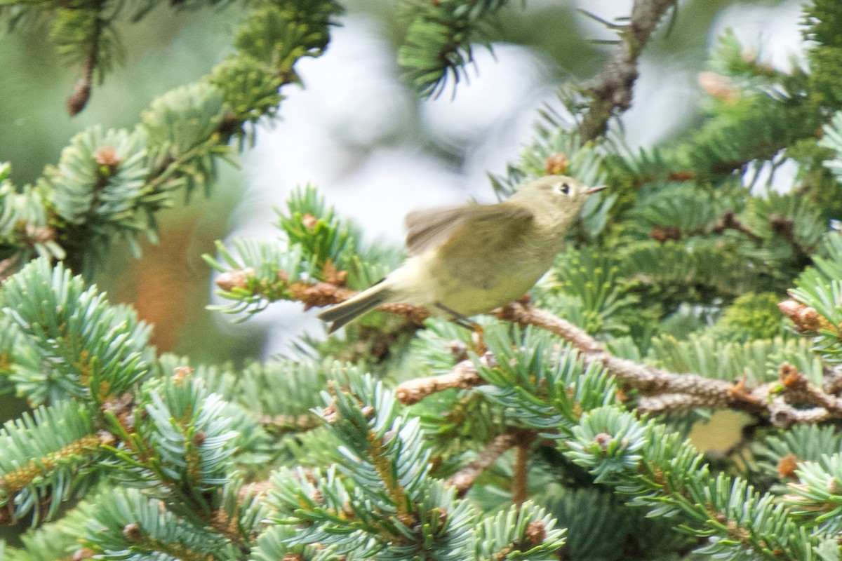 Ruby-crowned Kinglet - ML623782697