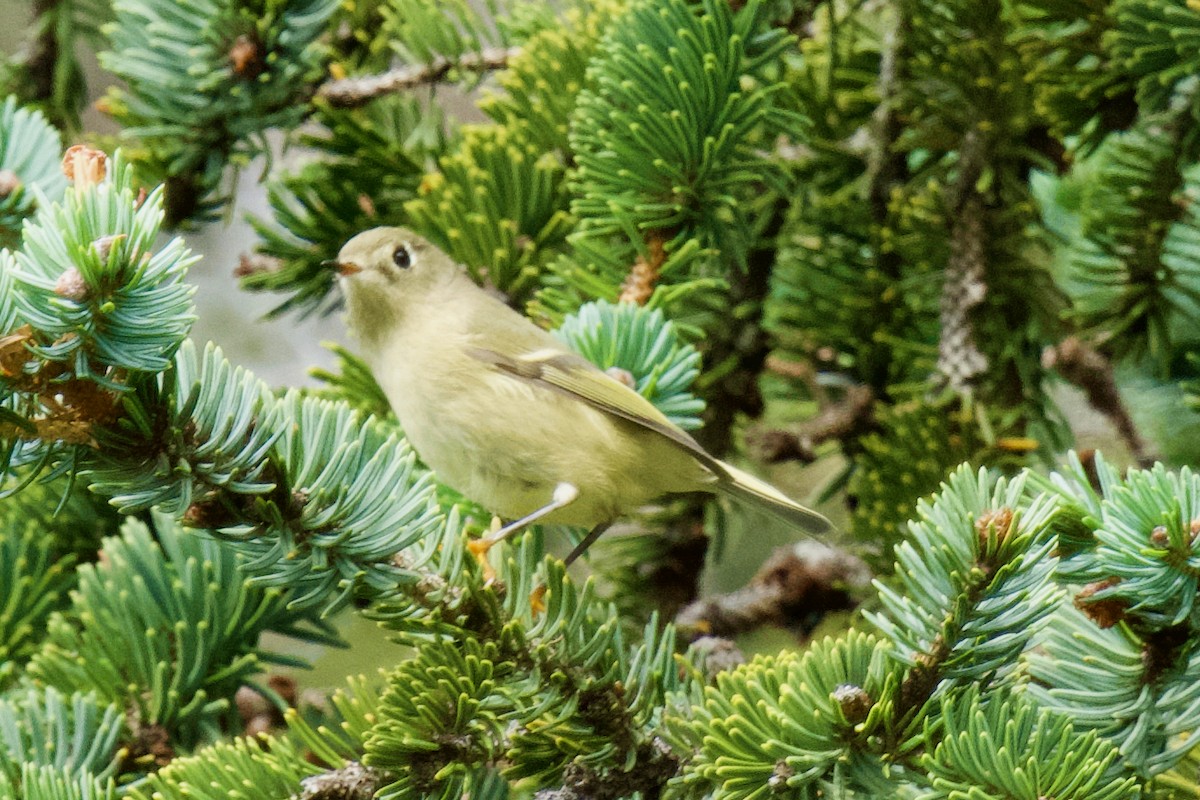 Ruby-crowned Kinglet - ML623782700
