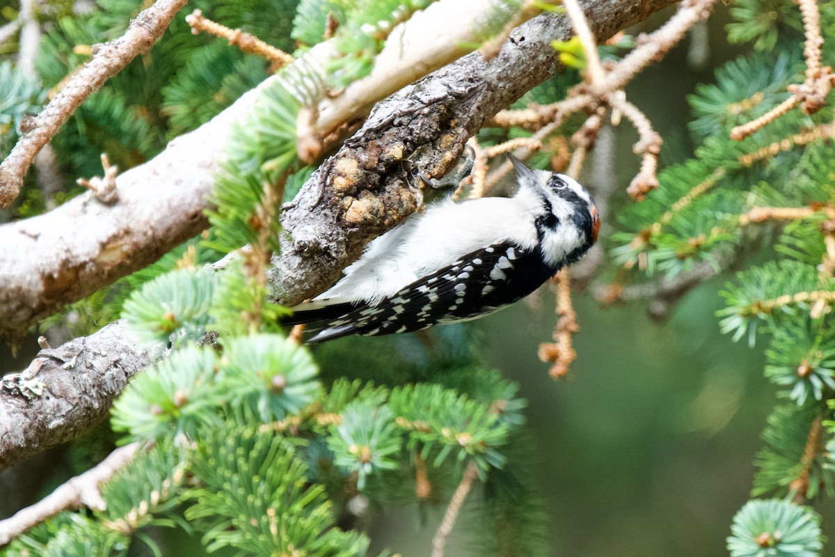 Hairy Woodpecker - ML623782711
