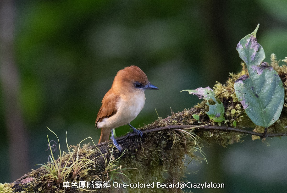 Угольный бекард - ML623782733