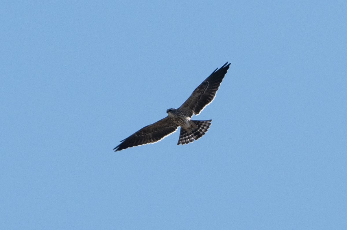 Mississippi Kite - ML623782742