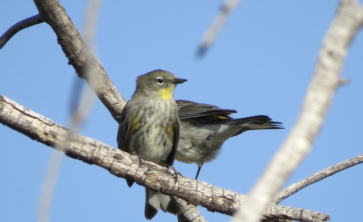 Yellow-rumped Warbler - Dawn Zappone