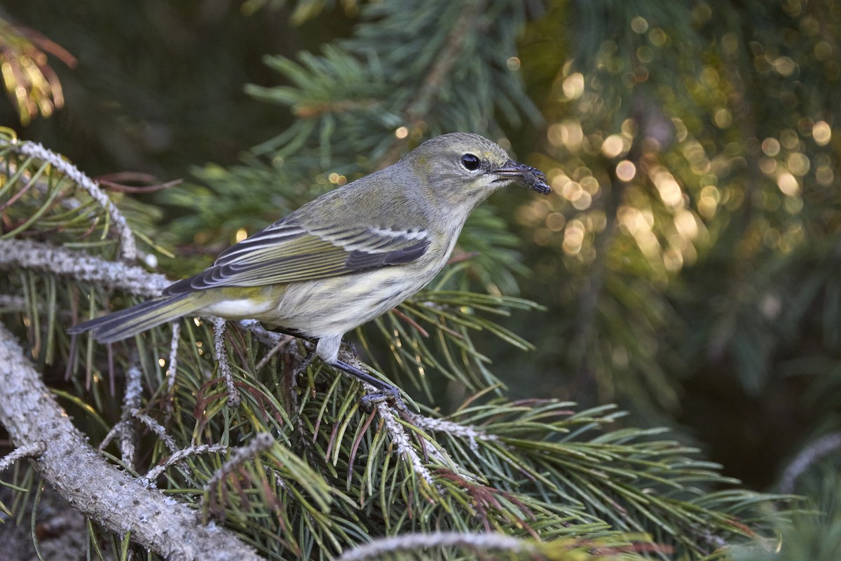 Cape May Warbler - ML623782772