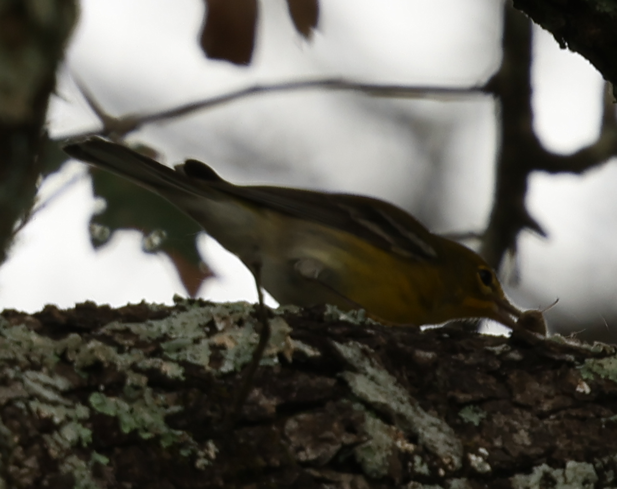 Blackburnian Warbler - ML623782823