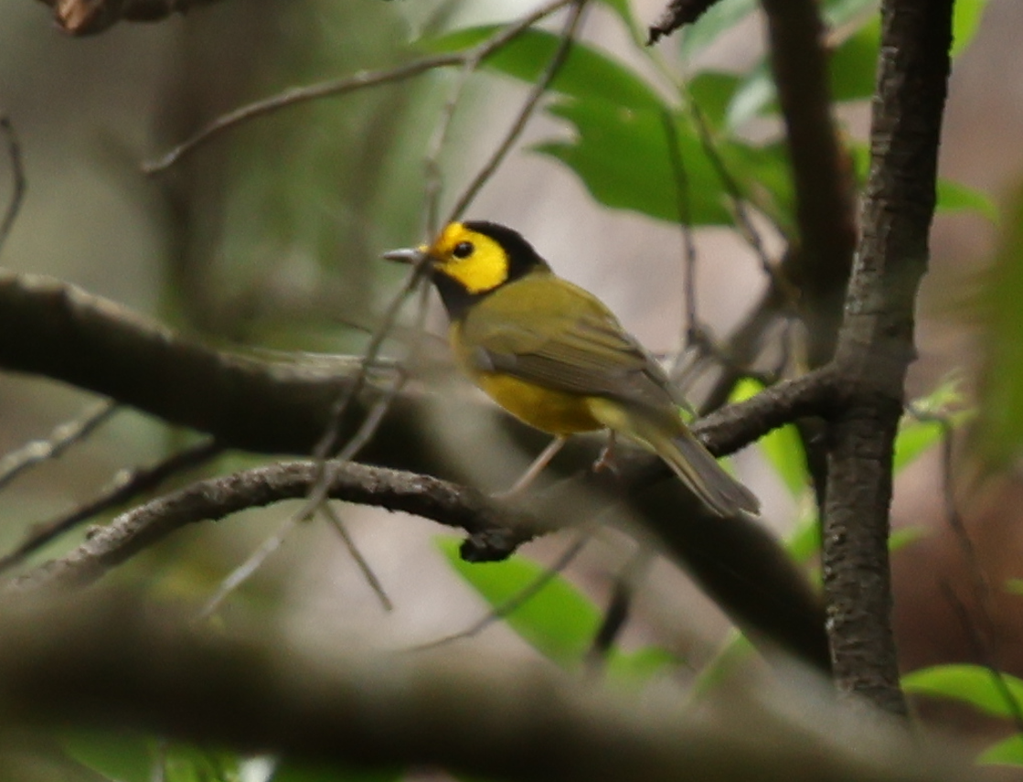 Hooded Warbler - ML623782826