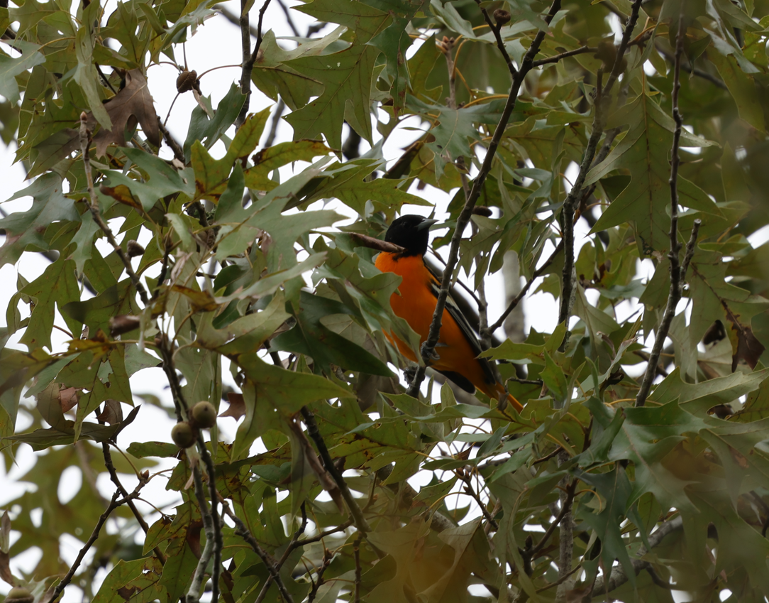 Baltimore Oriole - ML623782829