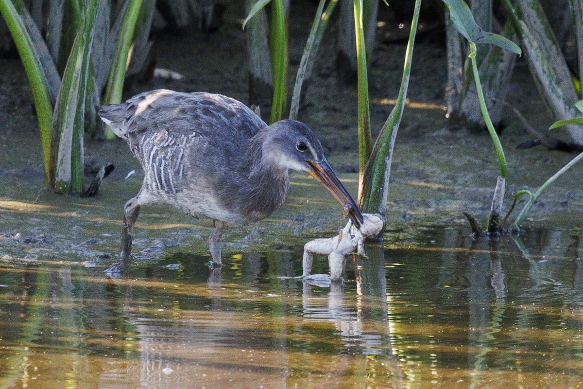 Clapper Rail - ML623782866