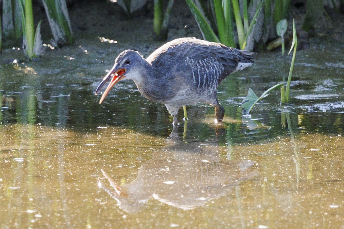 Clapper Rail - ML623782867