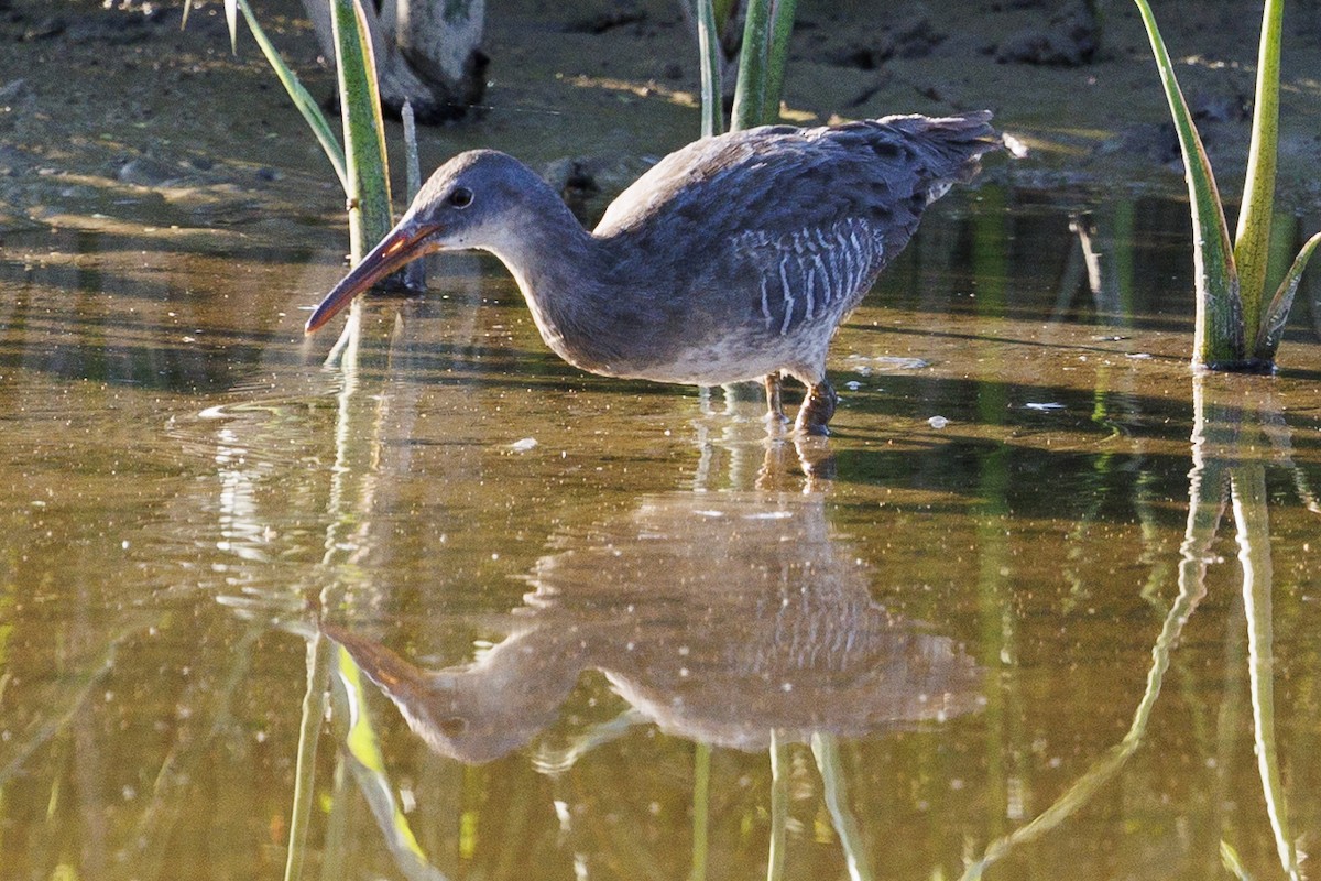 Clapper Rail - ML623782868