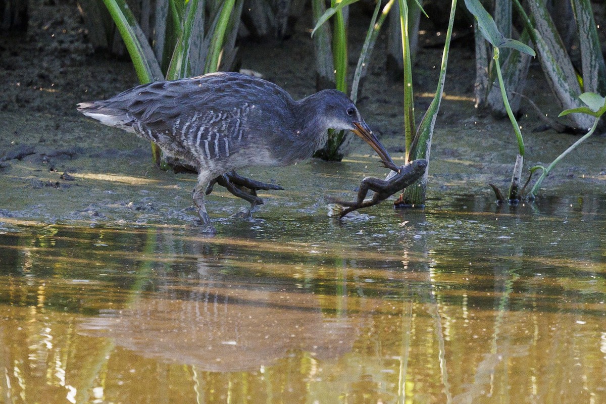 Clapper Rail - ML623782869