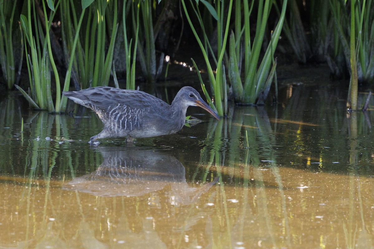 Clapper Rail - ML623782870