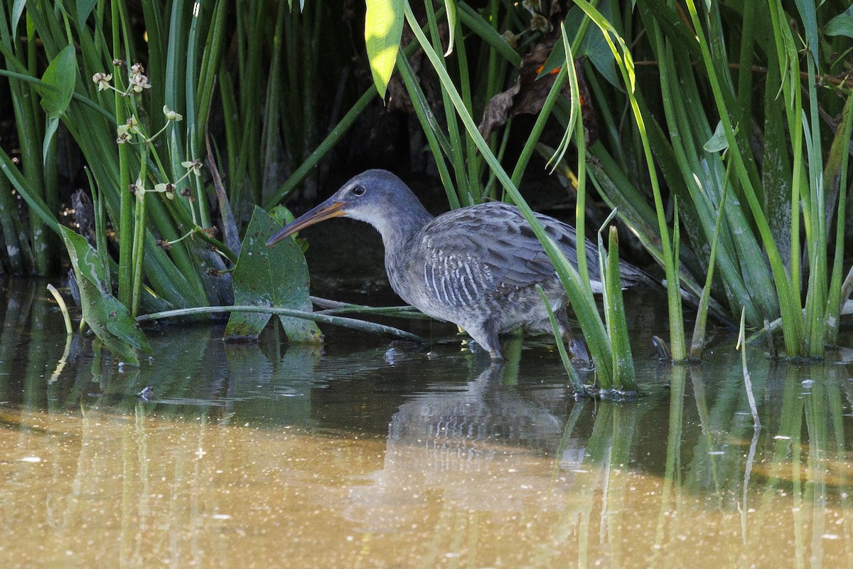 Clapper Rail - ML623782871