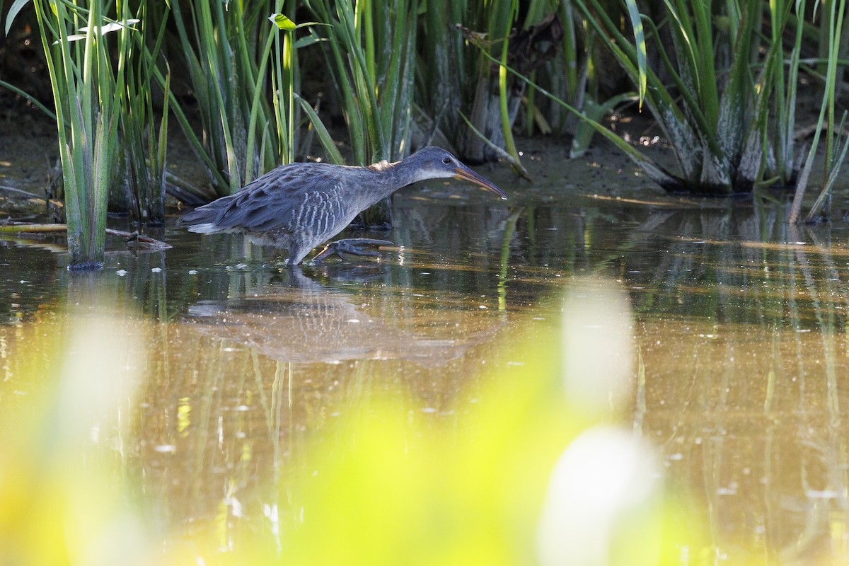 Clapper Rail - ML623782872