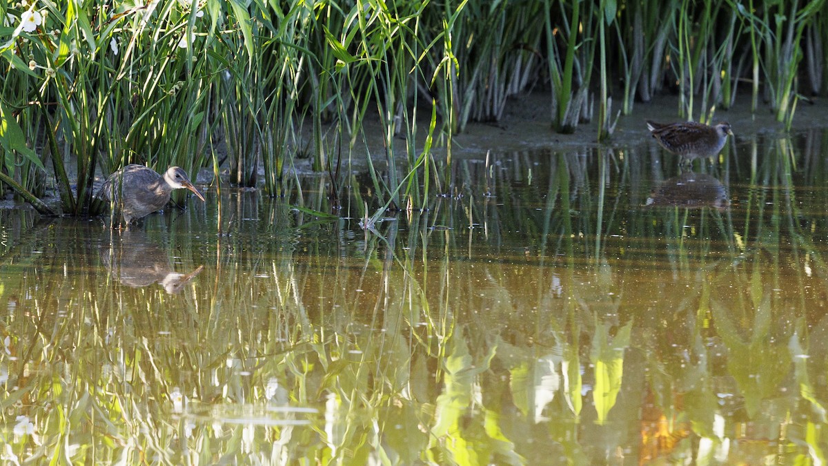 Clapper Rail - ML623782873