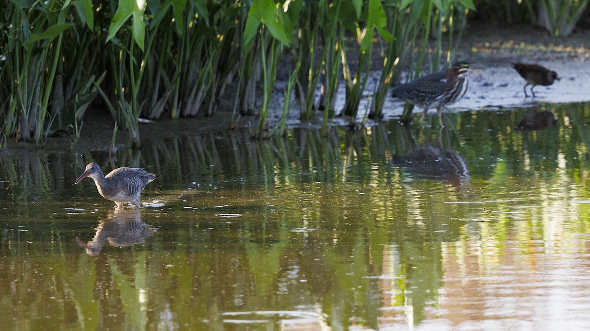 Clapper Rail - ML623782874