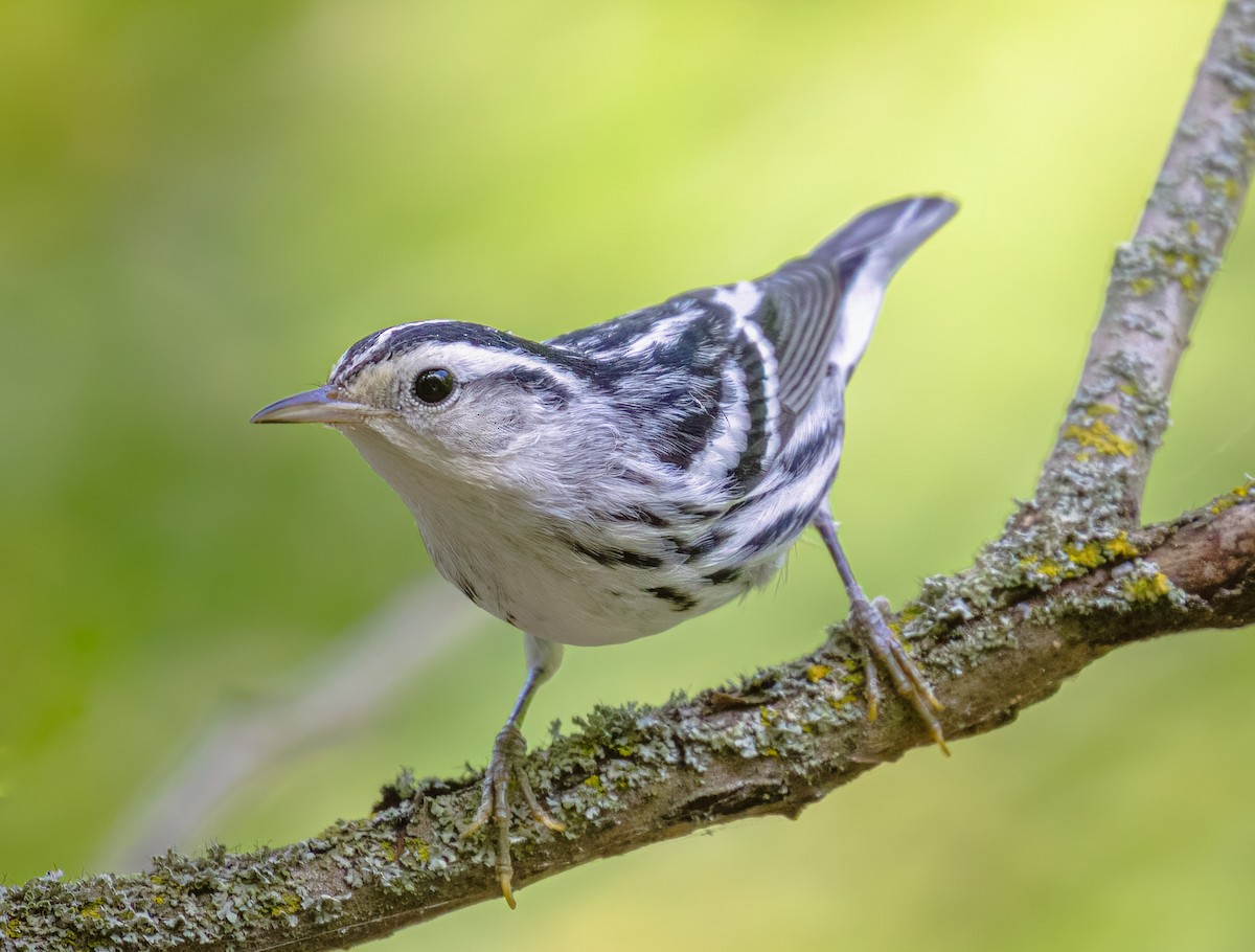 Black-and-white Warbler - ML623782888