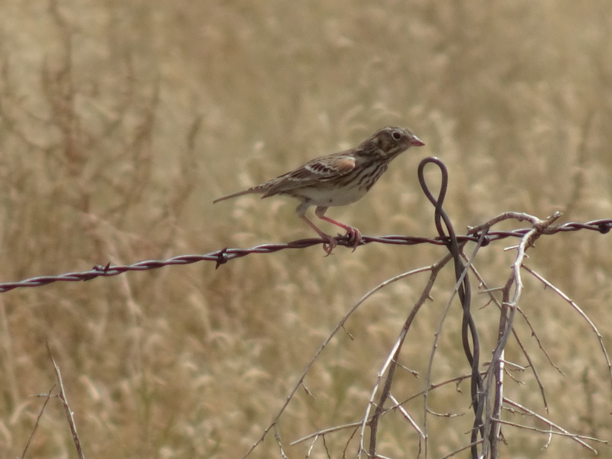 Vesper Sparrow - ML623782889