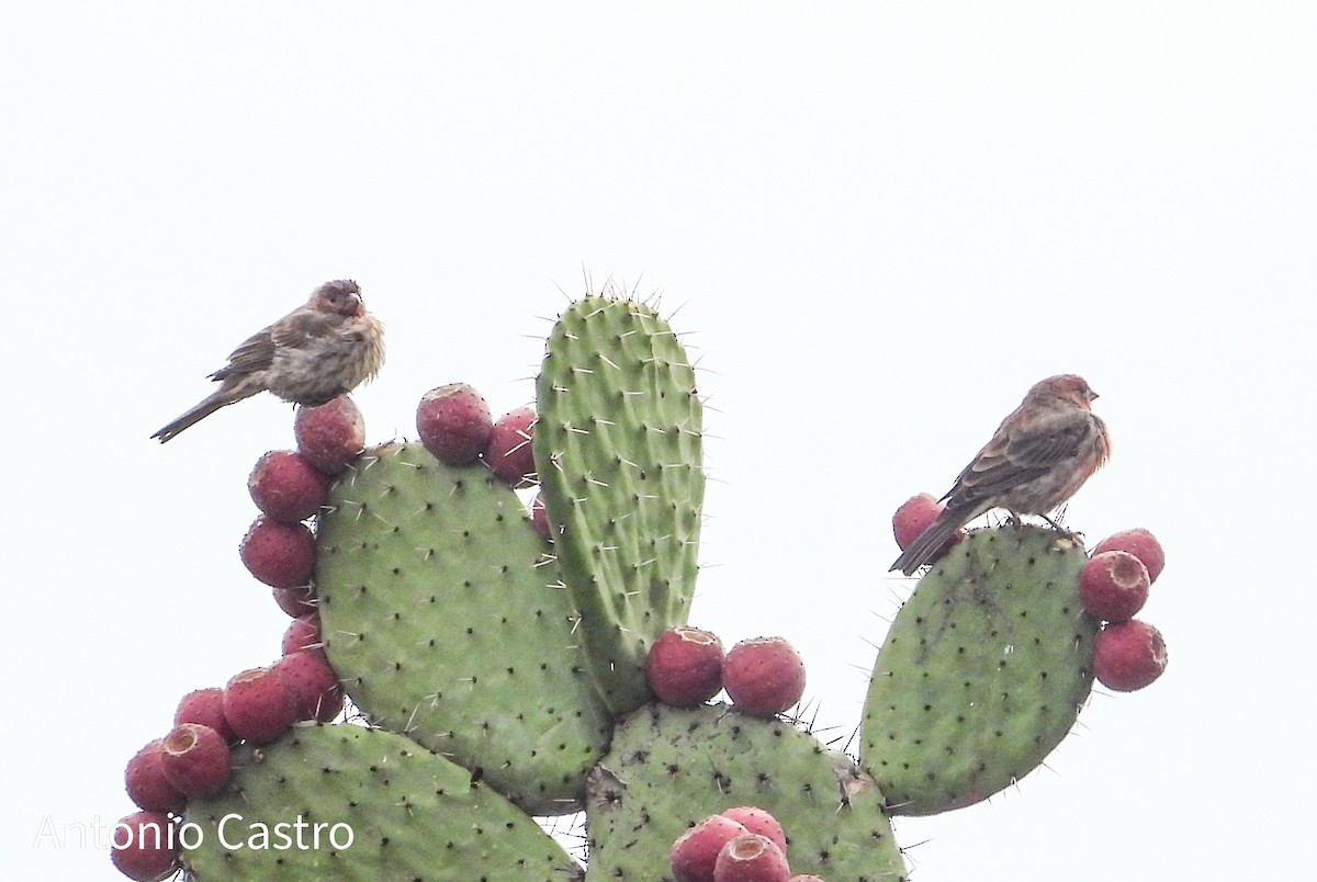 House Finch - ML623782908