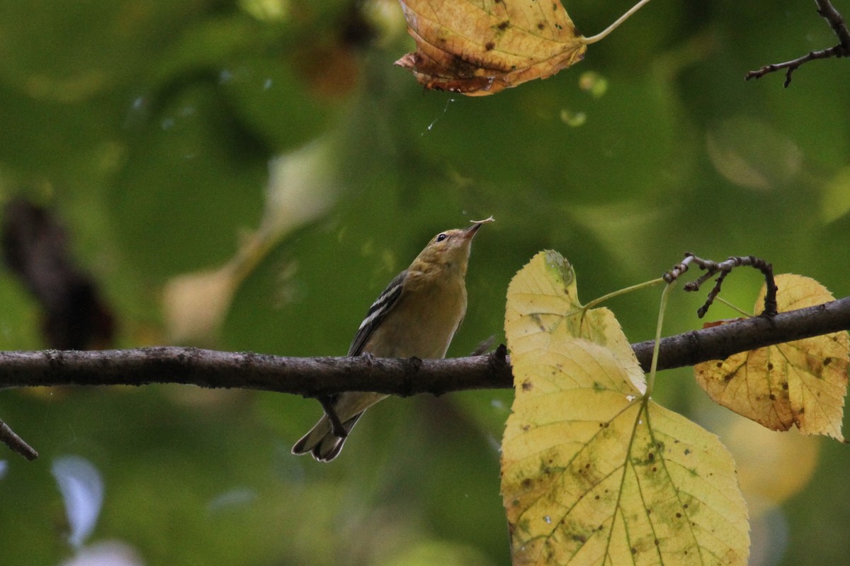 Bay-breasted Warbler - ML623782927