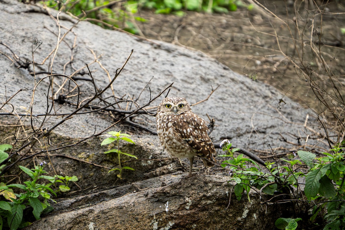 Burrowing Owl - ML623782944