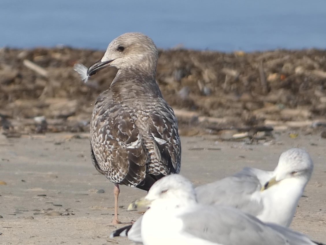 Herring Gull - ML623782947