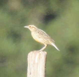 Chihuahuan Meadowlark - ML623782984