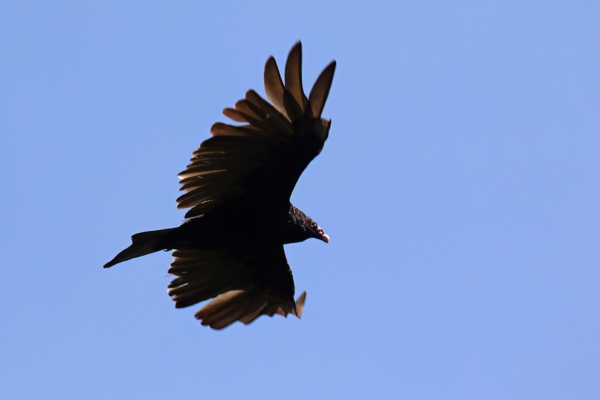 Turkey Vulture (Northern) - ML623783031