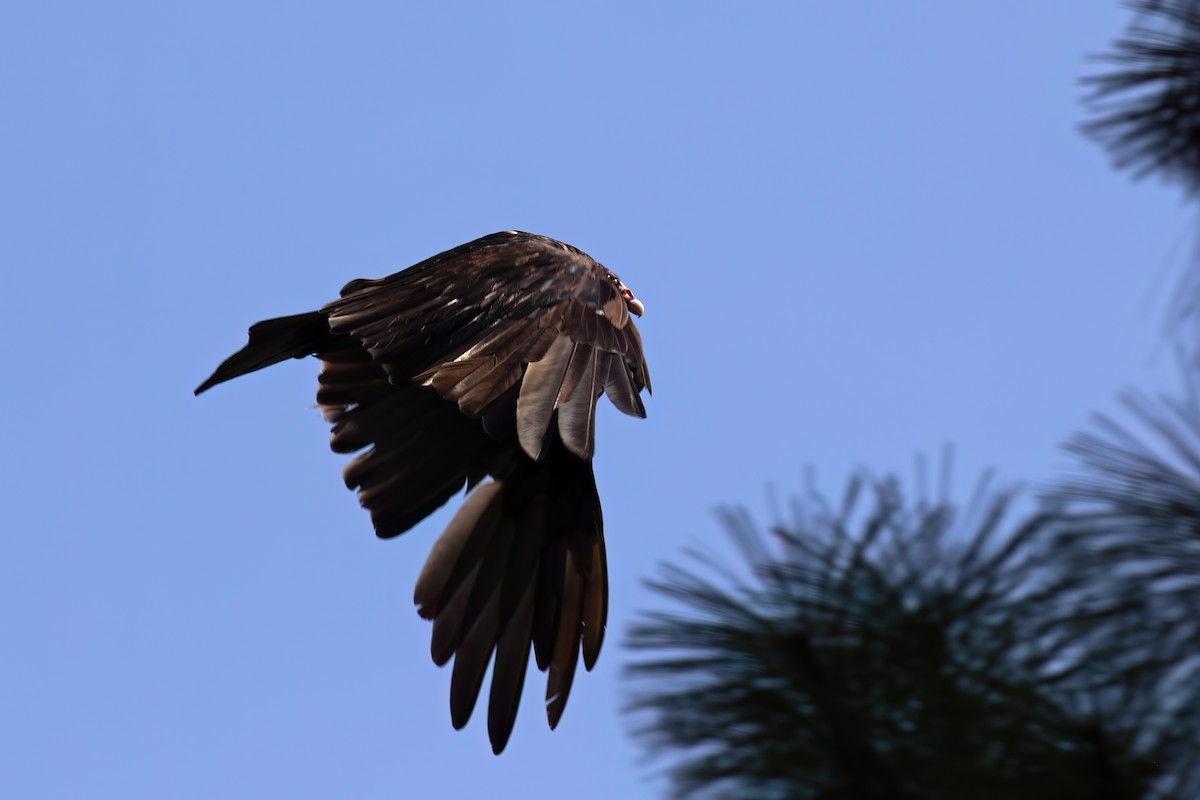 Turkey Vulture (Northern) - ML623783034