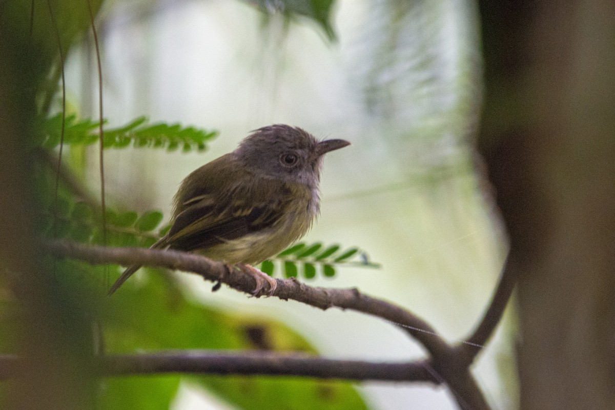 Northern Bentbill - ML623783079