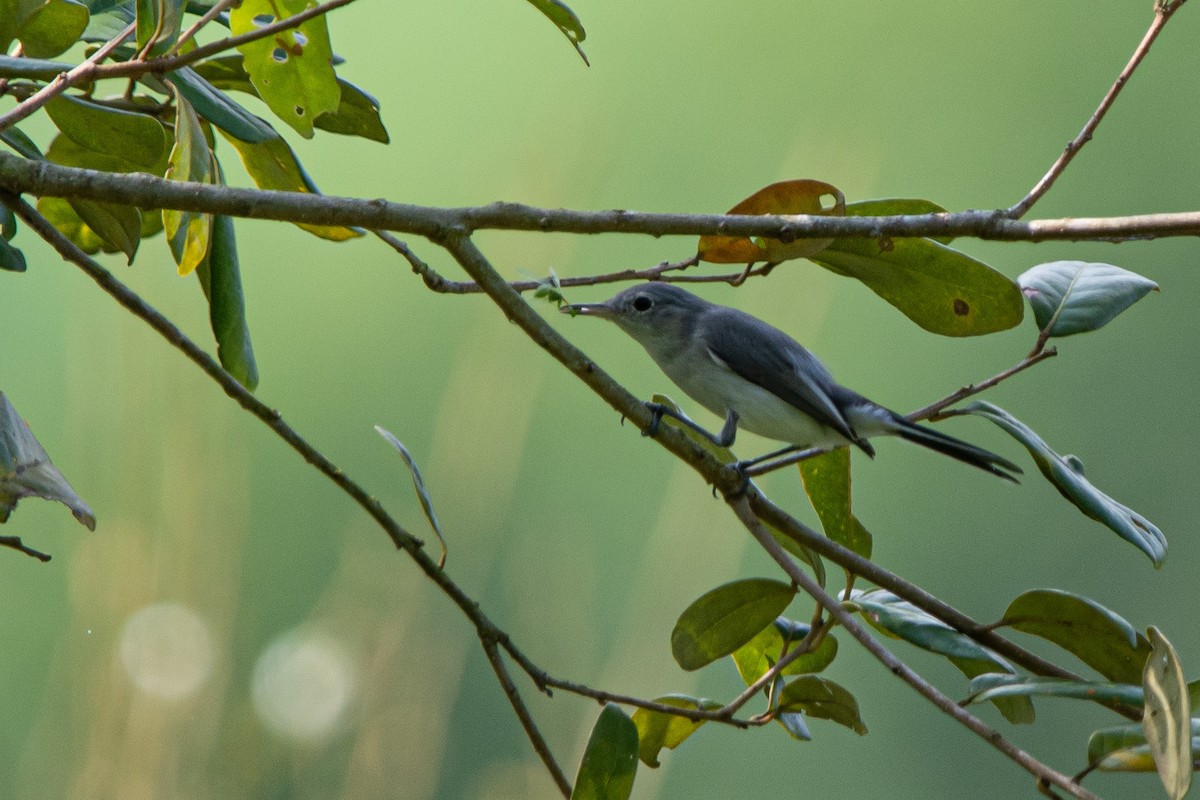 Blue-gray Gnatcatcher - ML623783100