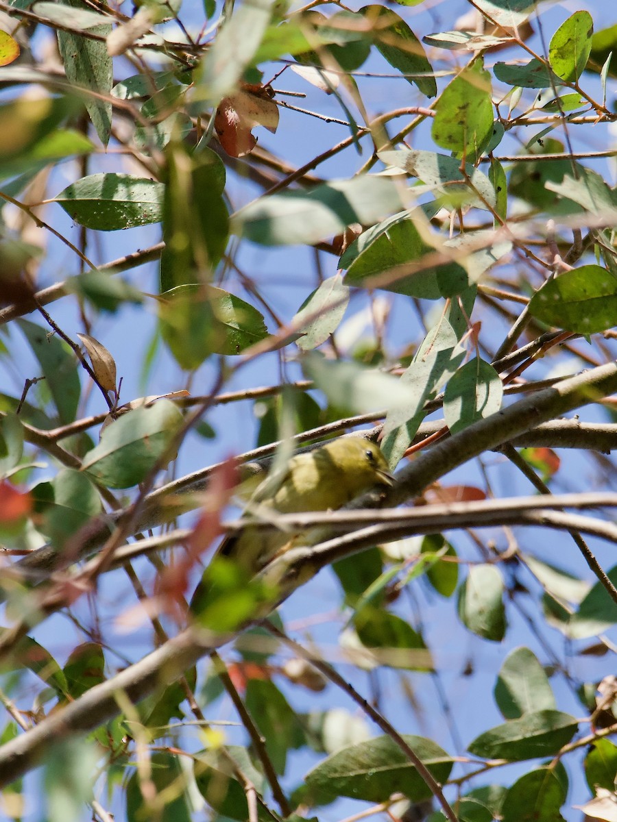 Blackpoll Warbler - ML623783102