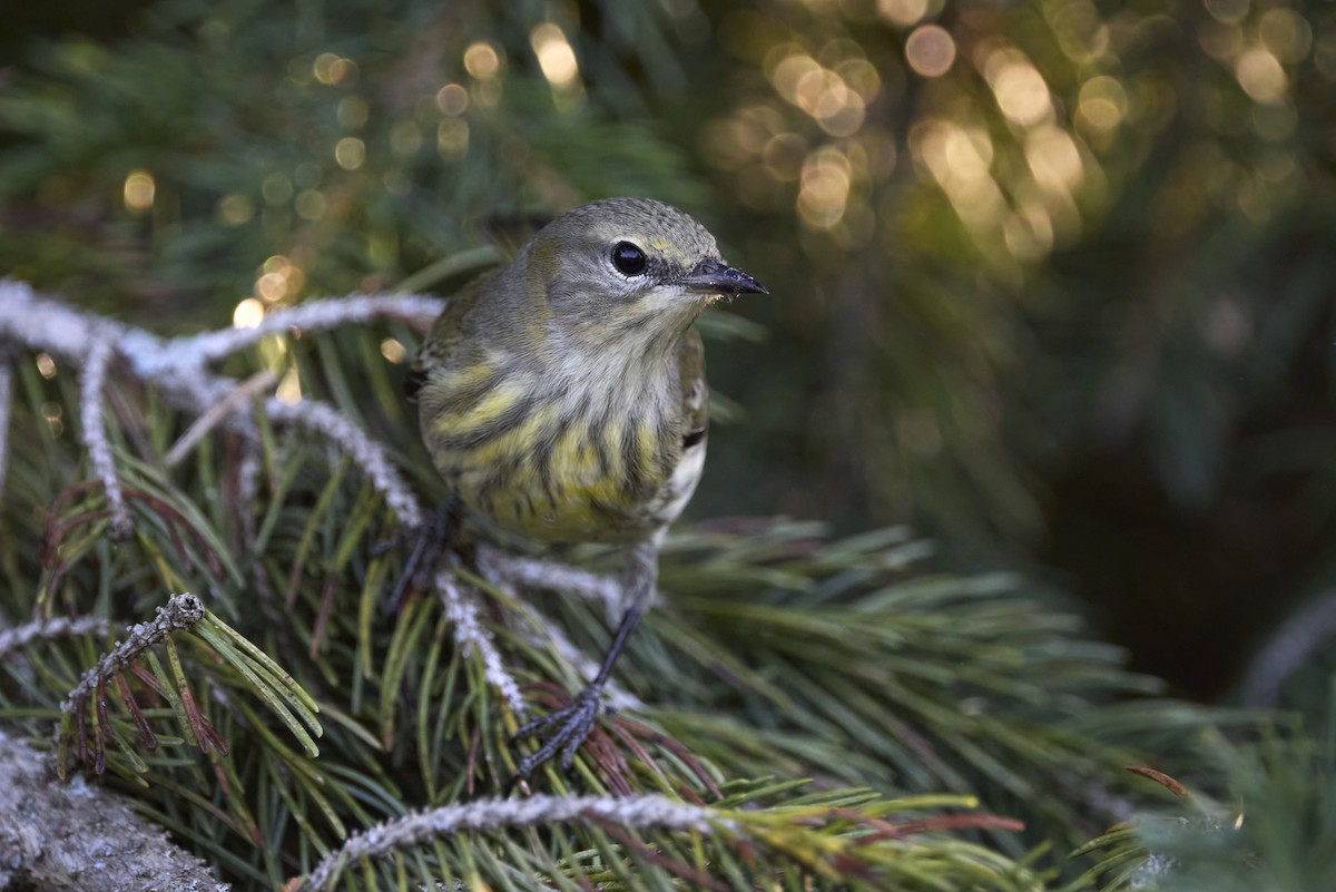 Cape May Warbler - ML623783103