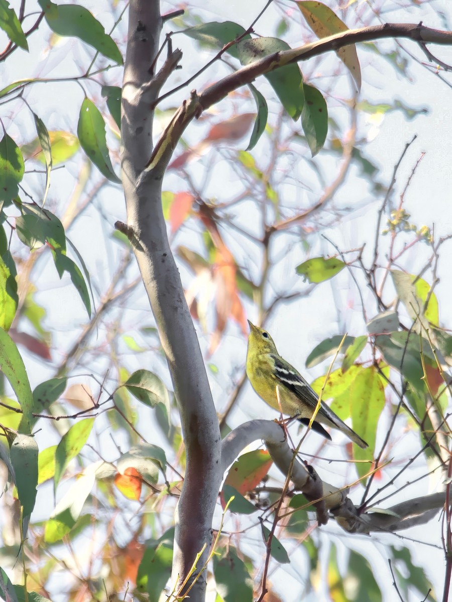 Blackpoll Warbler - ML623783111