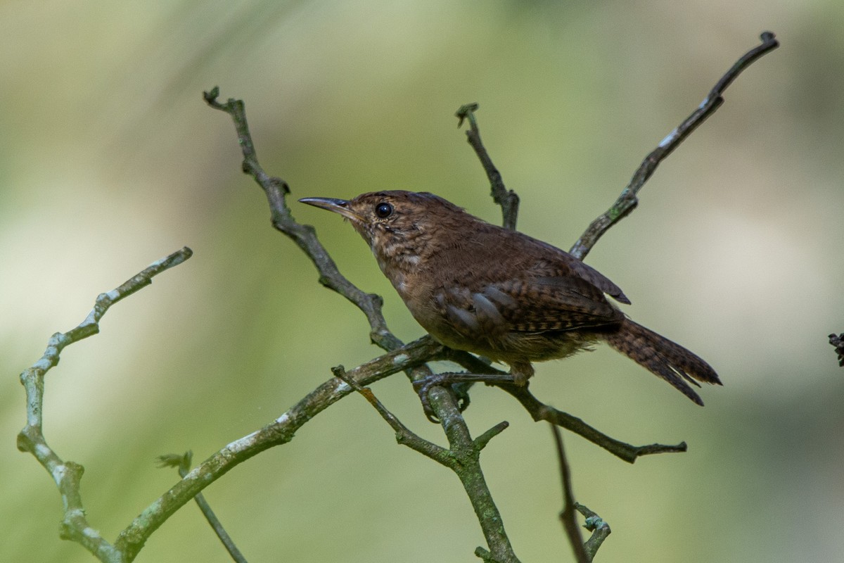 House Wren (Southern) - ML623783116