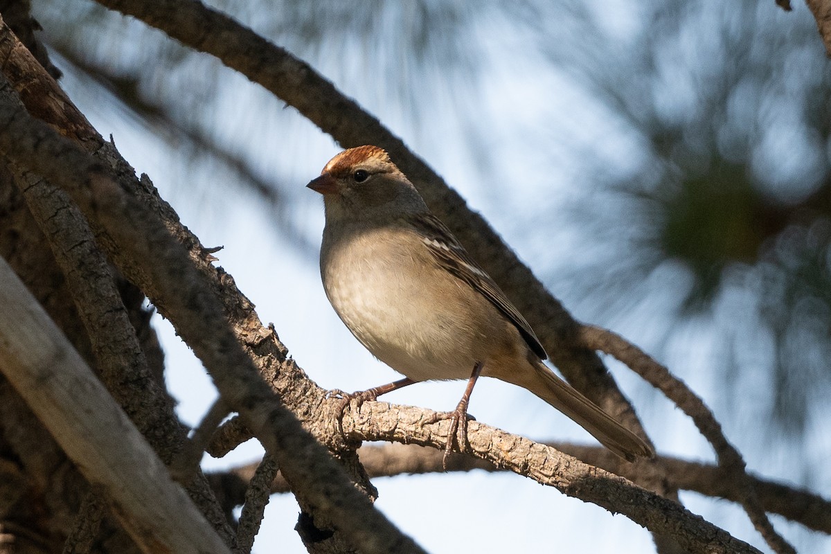 White-crowned Sparrow - ML623783121