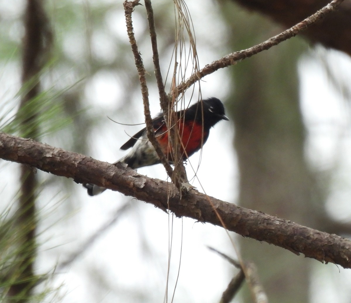 Painted Redstart - ML623783129