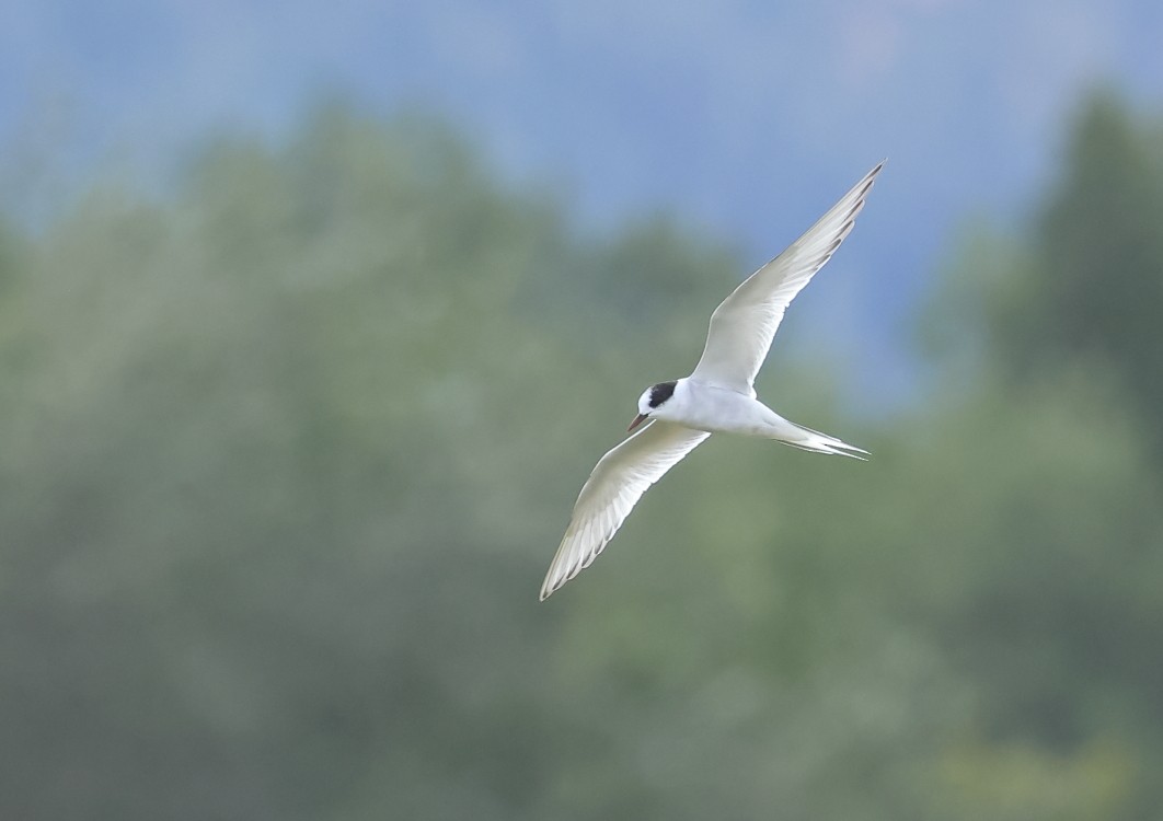 Sterna codalunga - ML623783173