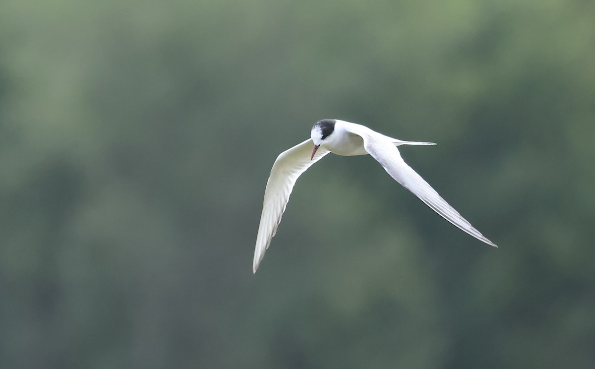 Sterna codalunga - ML623783196