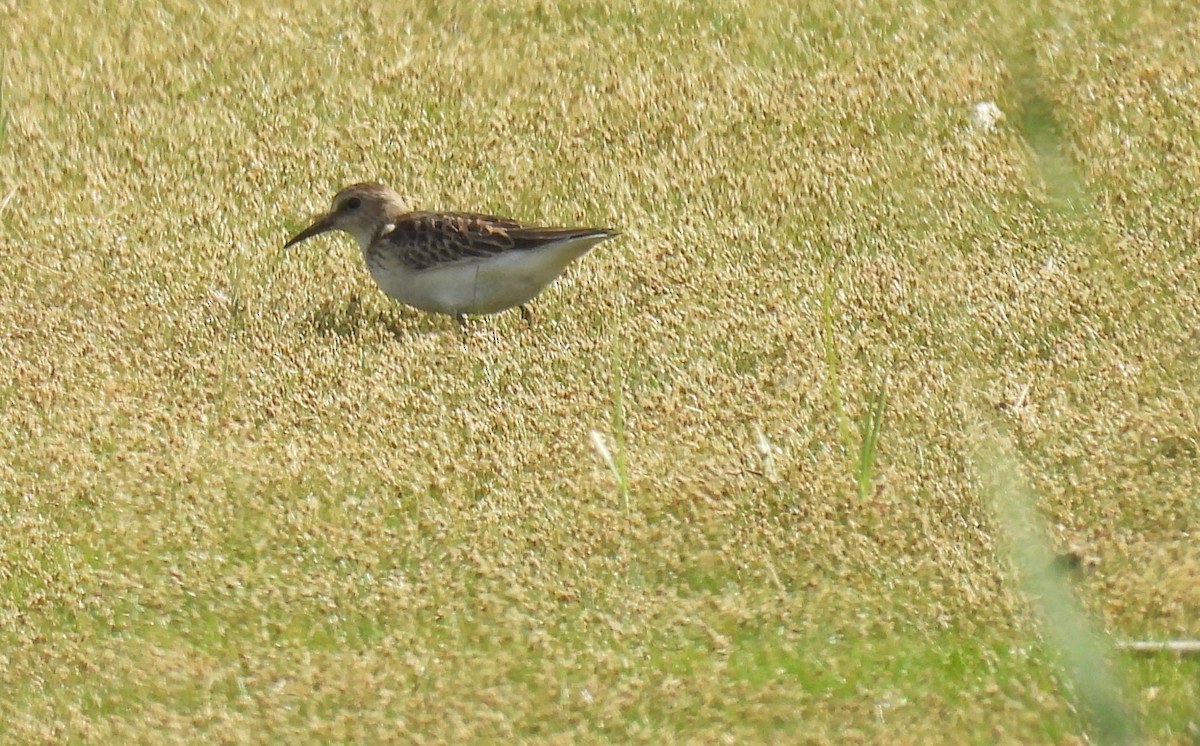 Least Sandpiper - ML623783218