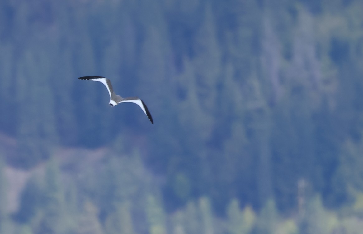Gabbiano di Sabine - ML623783235