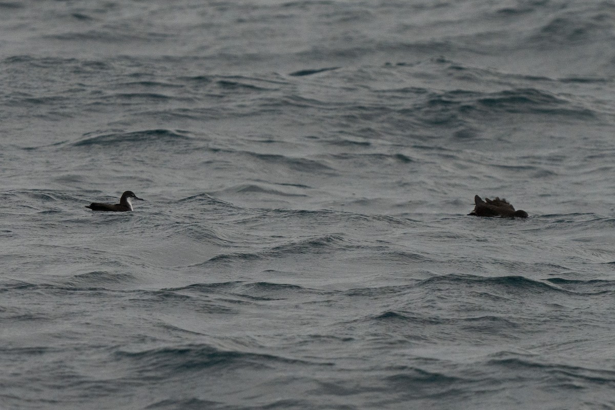 Galapagos Shearwater - ML623783286