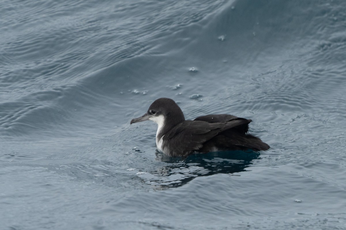 Galapagos Shearwater - ML623783287